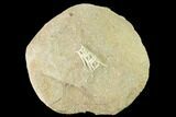 Cretaceous Fossil Fish Vertebrae In Rock - Morocco #133836-1